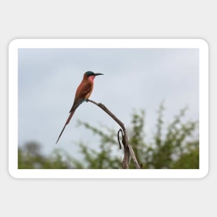 Southern Carmine Bee-Eater Sticker